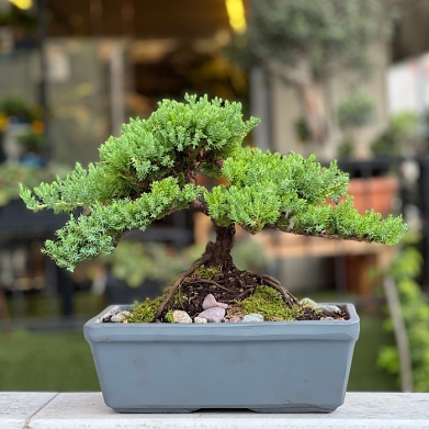 Juniperus Bonsai Aðaç Ev